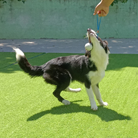 Jouets interactifs pour chiens en corde, pour mâcheurs de toutes tailles, balle en corde pour chien, balle à mâcher pour chien, vente chaude