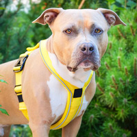 Harnais pour chien en nylon réglable, rembourré en néoprène doux et confortable, réfléchissant, nouveau design premium