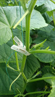 Clips de soutien pour plantes potagères |   Attaches en plastique rouges pour plantes grimpantes, pour concombres, aubergines, tomates, poivrons