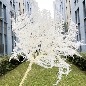 Fiori secchi naturali all'ingrosso piante reali <span class=keywords><strong>angelo</strong></span> eterno felce foglie di felce conservate per la decorazione domestica decorazione di nozze - Product Image 2