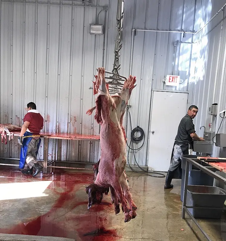 goat skin peeling remover machine halal ziege schaf lamm schlachtung