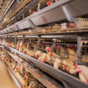 नया डिजाइन पूर्ण सेट आधुनिक पशु पोल्ट्री फार्मिंग प्रणाली स्वचालित ब्रोइलर पिंजरे चिकन - Product Image 2