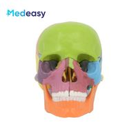 Modèle anatomique de crâne miniature détachable 4D Medeasy, 15 pièces/ensemble, 1:2, 15 parties, modèle anatomique pour l'enseignement des sciences médicales
