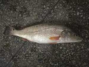 <span class=keywords><strong>ปลา</strong></span>ดรัม<span class=keywords><strong>แดง</strong></span>แช่แข็งคุณภาพดีที่สุดจากฟาร์มจีน สำหรับตลาดสหรัฐอเมริกา <span class=keywords><strong>ปลา</strong></span>บาร์รามันดี <span class=keywords><strong>ปลา</strong></span>กะพง - Product Image 2