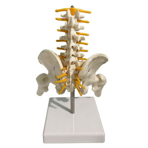 Columna Vertebral <span class=keywords><strong>de</strong></span> escritorio, Pelvis <span class=keywords><strong>de</strong></span> columna vertebral Flexible con cinco vértebras lumbares, ortopedia, columna vertebral, modelo <span class=keywords><strong>de</strong></span> columna vertebral, anatomía del esqueleto - Product Image 3