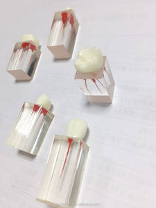 Endodonzia Canalare Trattamento Pratica Denti Endo per Gli Studenti e I Dentisti - Product Image 6