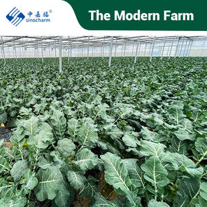 Sinocharm <span class=keywords><strong>Brocoli</strong></span> orgánico congelado IQF 3-5cm Surgelati cultivado en invernadero 2-4cm <span class=keywords><strong>Brocoli</strong></span> congelado - Product Image 6