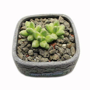 Granules <span class=keywords><strong>de</strong></span> diatomite <span class=keywords><strong>de</strong></span> qualité horticole <span class=keywords><strong>terre</strong></span> d'infusoire à haute porosité pour le dépôt <span class=keywords><strong>de</strong></span> minéraux non métalliques <span class=keywords><strong>de</strong></span> plantes <span class=keywords><strong>de</strong></span> rempotage <span class=keywords><strong>de</strong></span> <span class=keywords><strong>jardin</strong></span> - Product Image 5