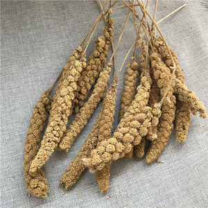 Gu Sui Bulk Nieuwe Oogst Gierst Geel Vogel Voedsel Geel Millets Icker Voor Vogels - Product Image 6