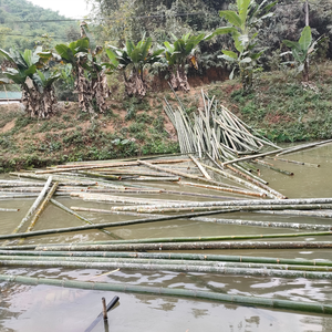 Prix bon marché Poteaux de bambou naturel Matières premières de bambou épais pour la construction ou la décoration 8-13cm de diamètre - Product Image 6
