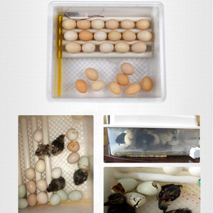 Cung cấp năng lượng kép Máy ấp trứng hoàn toàn tự động Máy ấp trứng thd176 cho tất cả trứng gà vịt gà tây ngỗng - Product Image 3