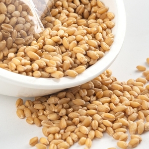 Bol de nourriture Hydroponique sans sol Herbe de chat en pot Réduction des poils de chat Digestion <span class=keywords><strong>pour</strong></span> bols de chat - Product Image 6