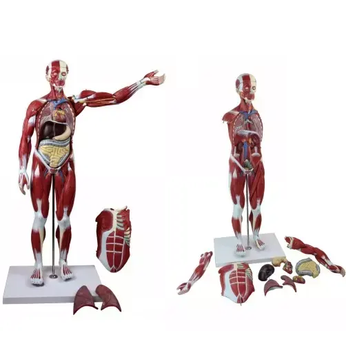 General Doctor Human Muscles Science Anatomical Model with Internal Organs