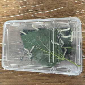 Kit de capture d'insectes pour enfants Little Live Pets : Ferme à fourmis, piège à crapauds, habitat pour grenouilles, terrarium pour tortues et reptiles - Product Image 5