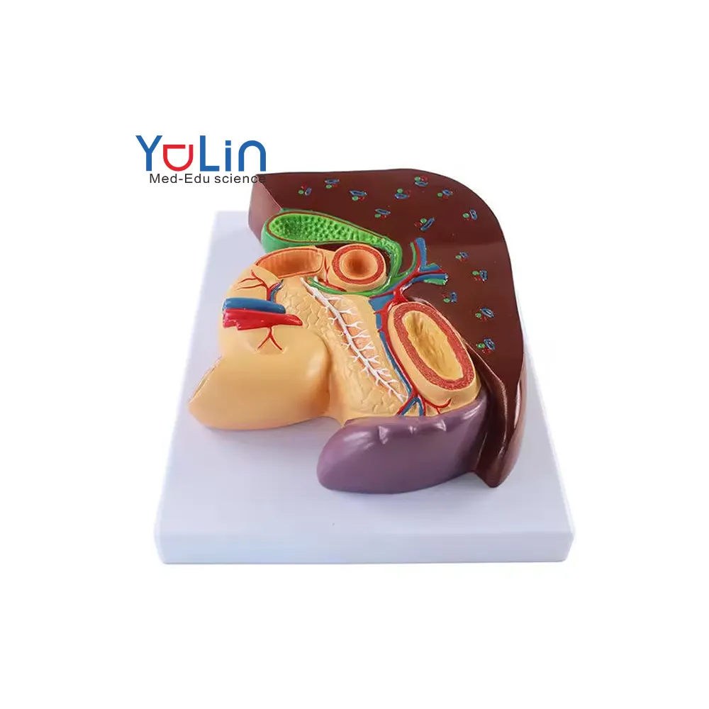 Modelo de estructura de estómago hepatobiliar pancreaticoduodenal humano de ciencia médica modelo de Medicina de Gastroenterología