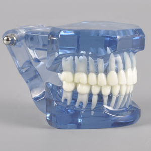 Modello Ortodontico Dentale Trasparente <span class=keywords><strong>Standard</strong></span> per Dimostrazione e Pratica dei Supporti - Product Image 1