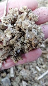 Precio barato natural Flores secas de <span class=keywords><strong>Verbascum</strong></span> Thapsus Flor de <span class=keywords><strong>Verbascum</strong></span> Thapsus rota para la venta - Product Image 3