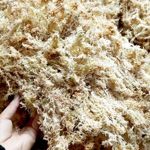 Borse <span class=keywords><strong>di</strong></span> lusso ecologiche fornite dalla fabbrica <span class=keywords><strong>di</strong></span> muschio <span class=keywords><strong>di</strong></span> sfagno <span class=keywords><strong>di</strong></span> <span class=keywords><strong>acqua</strong></span> alta per Micro paesaggio muschio parete Art Venus acchiappamosche pianta - Product Image 4