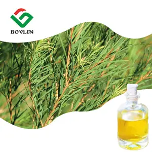 High Quality Pure Tea Tree Oil In Bulk