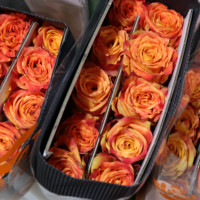 Karangan Bunga Mawar - Nyanyian Kebahagiaan, Buket Bunga Potong Segar, Hadiah Bunga, Mawar Kebun Harum, Potongan Segar, Hadiah Bunga Dekoratif, Kebun Harum