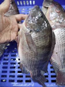 Bán buôn Đen HGC toàn bộ vòng cá rô phi cá đông lạnh cá rô phi cá 300g để 500 200g GS 2000g WGS 10kg Nhà cung cấp Trung Quốc - Product Image 2