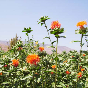 Aceite de Cártamo 100% Puro y Natural Prensado en Frío, Aceite Portador para el Cuidado de la Piel, Masajes, Cuidado del Cabello, Materia Prima Cosmética - Product Image 5