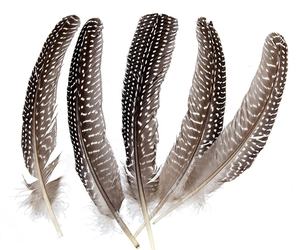 Pluma <span class=keywords><strong>de</strong></span> Gallo <span class=keywords><strong>de</strong></span> Guinea Natural <span class=keywords><strong>de</strong></span> 15-20 cm, <span class=keywords><strong>de</strong></span> Alta Calidad y al <span class=keywords><strong>Precio</strong></span> Más Bajo, Venta al Por Mayor, Fabricante Chino - Product Image 3