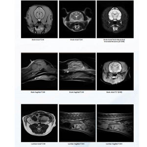 EUR VET 高品質獣医用機器 医療画像装置 患者に優しい<span class=keywords><strong>MRI</strong></span> 0.3T <span class=keywords><strong>MRI</strong></span>システム - Product Image 5