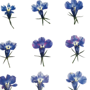 Nature Bleu Violet <span class=keywords><strong>Lobelia</strong></span> DIY Fleurs Pressées pour la Fabrication de Bougies Bijoux en Résine - Product Image 4