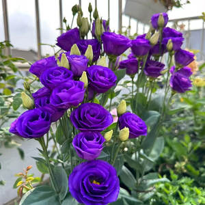 Platycodon à double pétale, plante vivace, plante en pot pour balcon, fleur coupable toute l'année, facile à cultiver - Product Image 3