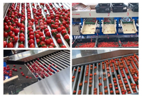 Roltype wortelsorteermachine, avocado- en auberginesorteermachine, wortelsorteermachine, groente- en fruitsorteermachine