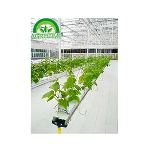 ประสิทธิภาพสูงการเกษตรCocopeat Grow 1Mสำหรับผักไร้ดินพื้นผิววัฒนธรรมสำหรับมะเขือเทศและสตรอเบอร์รี่