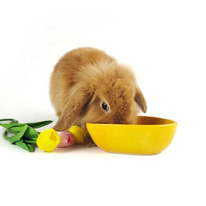 Cuenco de cerámica antimordedura para comida de mascotas, recipiente para comida de Conejitos, hámster, oso dorado, conejo, <span class=keywords><strong>chinchilla</strong></span>, conejillo de indias, nuevo - Product Image 3