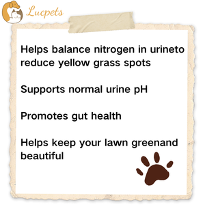 Suplemento para el cuidado de la salud de mascotas personalizado, ODM, OEM, tabletas masticables recomendadas por veterinario, arándano para prevención de infecciones urinarias en perros, apoyo inmunológico - Product Image 2