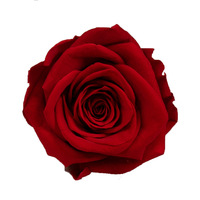 UKIQUEEN Rose éternelle naturelle véritable, immortelle, éternelle, longue durée de vie, conservée, pour la Saint-Valentin