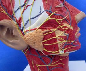 Modelo <span class=keywords><strong>de</strong></span> <span class=keywords><strong>Cabeza</strong></span> con Vasos Sanguíneos <span class=keywords><strong>y</strong></span> Nervios, Simulador <span class=keywords><strong>de</strong></span> <span class=keywords><strong>Cabeza</strong></span> Humana para Enseñanza Anatómica, <span class=keywords><strong>Cuello</strong></span>, Cara, Medio Rostro - Product Image 6