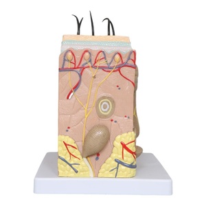 Modelo Anatómico Tridimensional de Piel con Ampliación 50x, Estructura de Tejido Cutáneo Humano en PVC, para Entrenamiento en Cirugía Estética - Product Image 4
