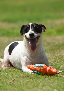 Nueva llegada al por mayor mascota perro TPR cocodrilo sonido masticar dientes limpieza masticar Juguetes Para cachorro - Product Image 5