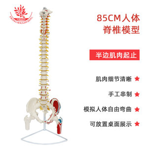 Modèle de colonne vertébrale humaine FRT015, modèle de colonne vertébrale médicale flexible en PVC avec points d'origine et d'insertion musculaire, 85 cm - Product Image 5