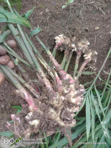 Gingembre jeune de qualité d'exportation du Vietnam 100% Traitement frais et propre pour l'utilisation des aliments et des boissons du Moyen-Orient - Product Image 4