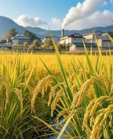 Séchoir mobile à basse température pour riz, maïs, haricots et céréales pour l'agriculture