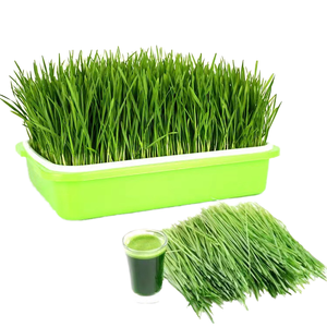 Baki Bibit Plastik Tahan Lama untuk Microgreens dan Budidaya Hidroponik (18x8x4.4 Cm) - Product Image 1