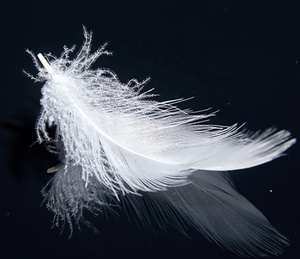 Alta limpieza directa de fábrica 2- 4CM <span class=keywords><strong>4</strong></span>- 6CM 6- 8CM Varias especificaciones Material de relleno opcional Pluma de pato blanca - Product Image 4