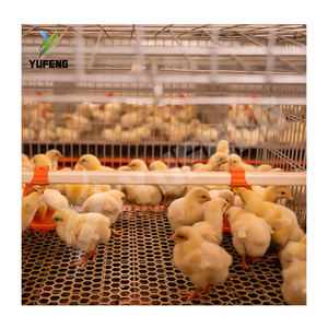 Système de cages à poulets automatiques de type A/H sans personnel, très vendu, pour l'élevage de poulets de chair, en acier Q235, 90-200 - Product Image 5