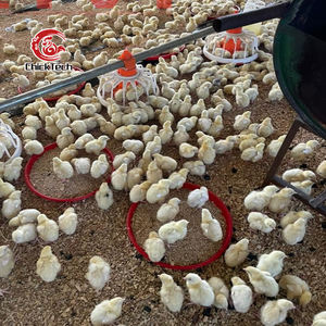 Nuevo y Duradero Equipo Automático para Granjas Avícolas: Línea de Bebederos/Alimentadores de Plástico para Cría de Aves de Corral - Product Image 3
