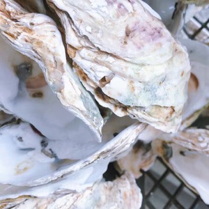 4 \ "-5 \" vỏ sò thô tự nhiên 30 chiếc vỏ sò nhỏ số lượng lớn cho hàng thủ công mỹ nghệ tự làm đồ trang trí Giáng sinh kỹ thuật loại thô - Product Image 4