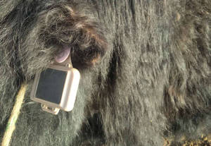 Lora Gia Súc Tracker Chăn Nuôi Theo Dõi Thiết Bị Chăn Nuôi Cừu Bò Lạc Đà Và Ngựa Vệ Tinh - Product Image 2