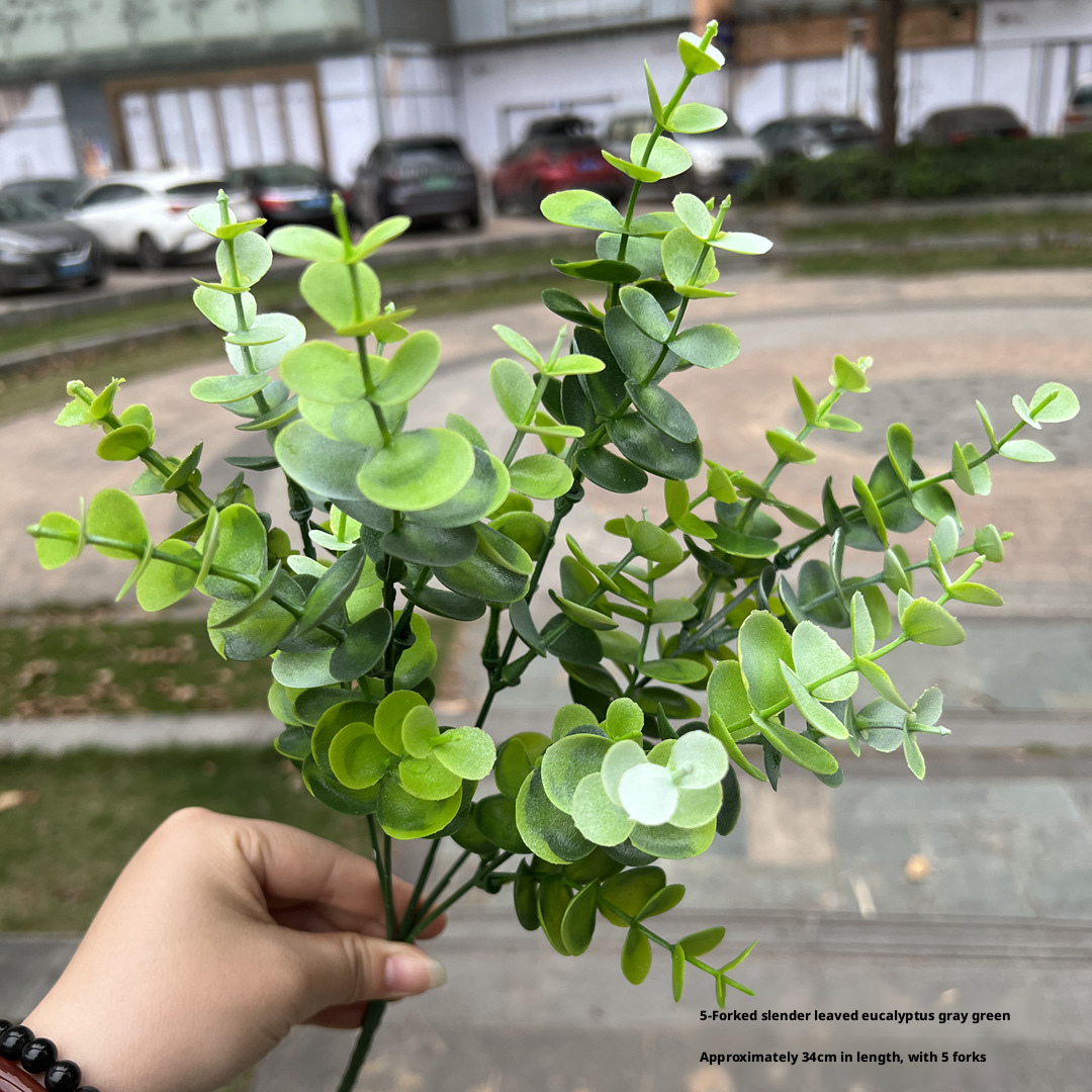 7# 5Fork eucalyptus à feuilles fines Gris Vert