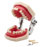 Modelo de práctica dental extraíble de PVC para estudio y práctica
