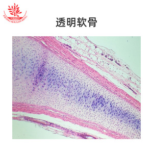 El cartílago hialurónico es un típico preparado biológico en diapositiva utilizados en investigación médica, enseñanza y observación. Tiene una clara definición. - Product Image 5